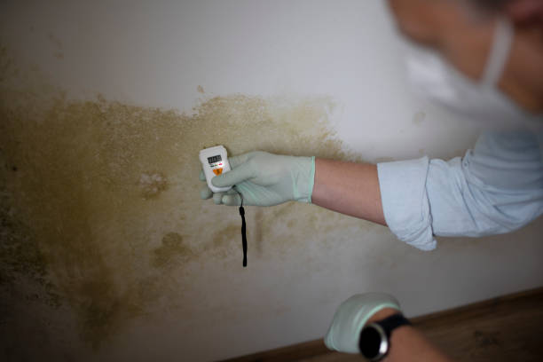Best Attic Mold Removal  in Bedford Heights, OH