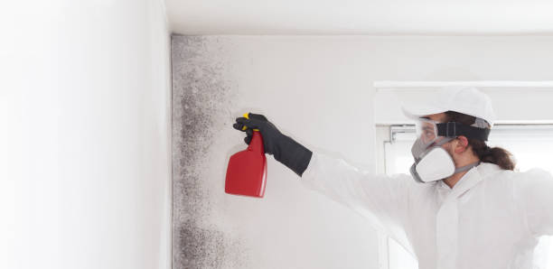 Best Commercial Mold Removal  in Bedford Heights, OH