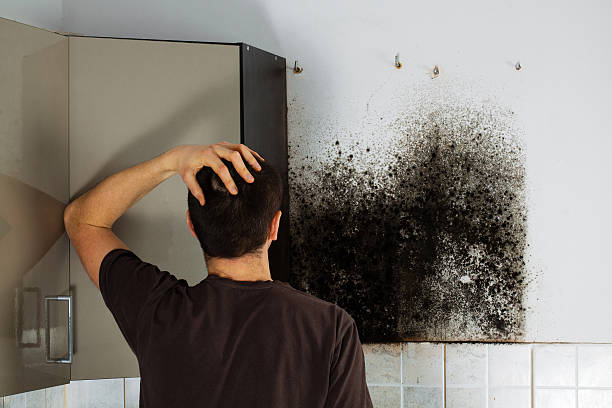 Best Mold Damage Repair  in Bedford Heights, OH