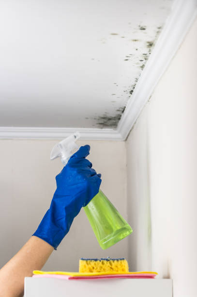Best Mold Removal Near Me  in Bedford Heights, OH